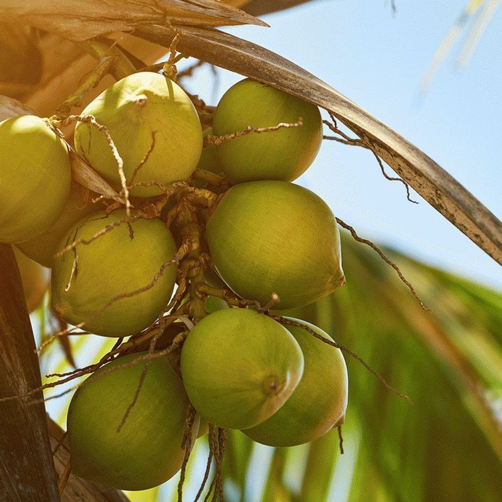 Солнечный кокос (Coconut Soleil)