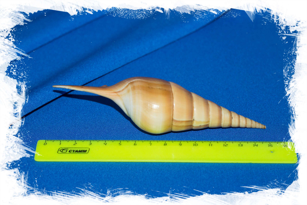 Арабская тибия, Tibia insulaechorab размер