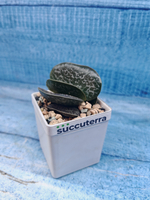 Adromischus Maculatus (Адромискус)
