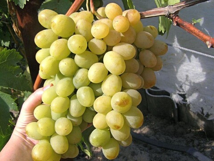 Виноград Ланселот