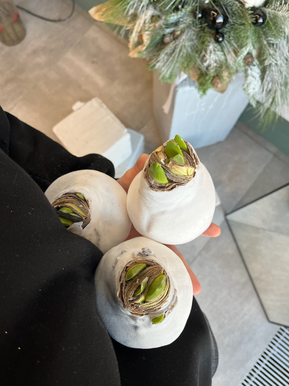 Амариллис луковица - цвет белый