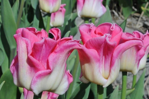 Тюльпан Краун оф Династи Закупка М78 сентябрь 2026