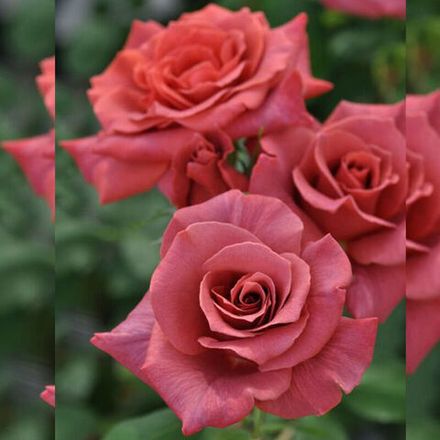 Блэк Ти (Black Tea)