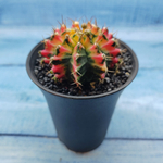 Gymnocalycium Variegata (Гимнокалициум Вариегатный)