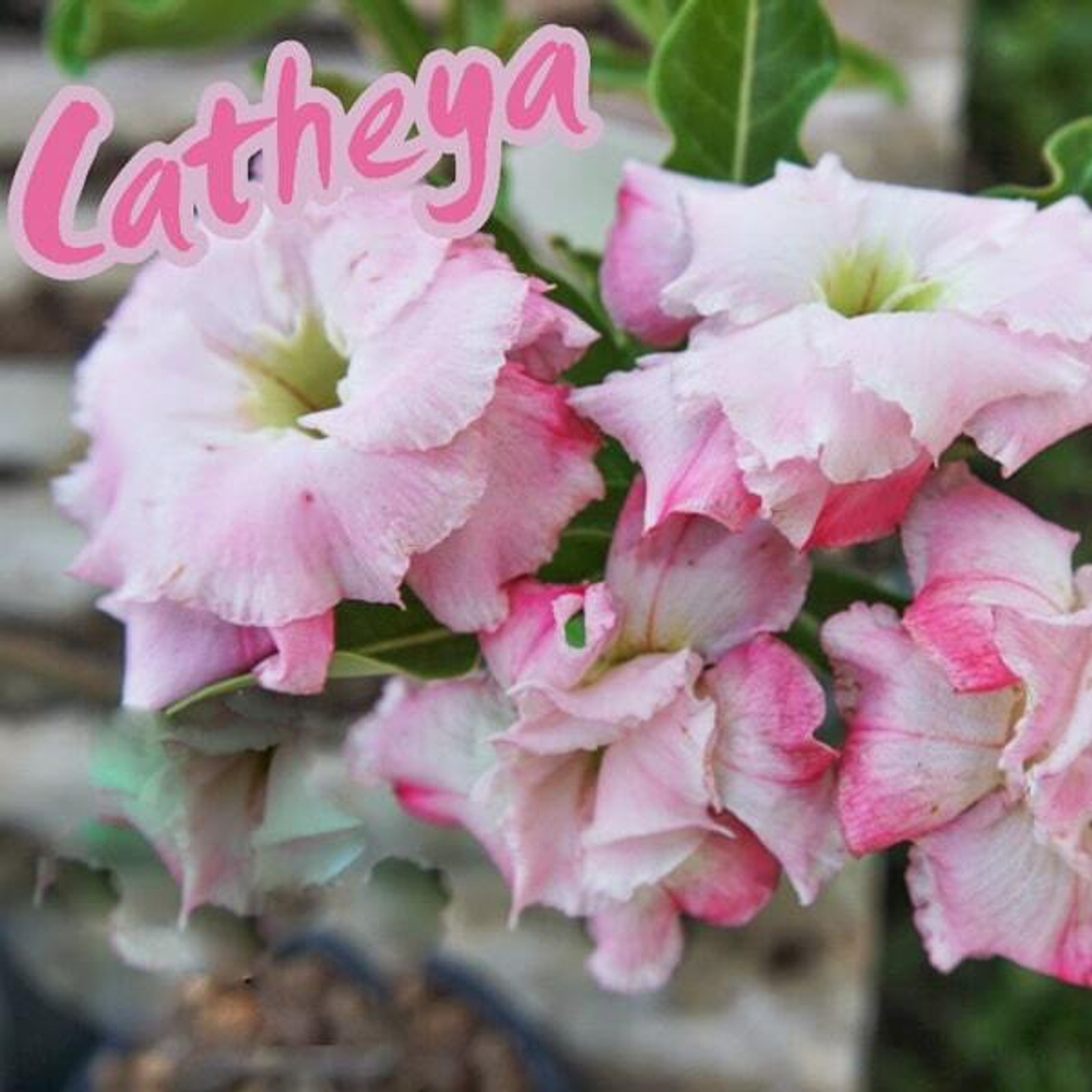 Адениум обесум CATHLEYA FRAGRANCE