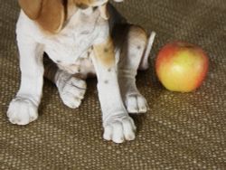 Hotant Статуэтка собаки породы Бигль