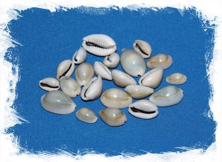 Каури Ципреи Аннулус, 2-2,3см, 100гр, 50шт