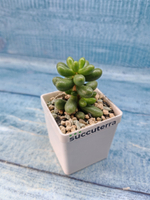 Sedum Hernandezii (Седум)