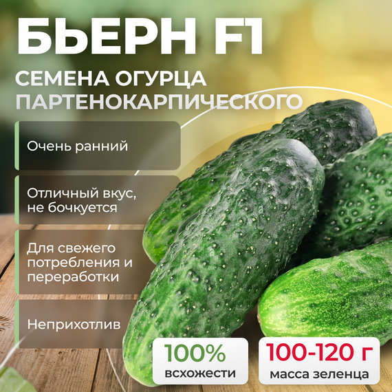 БЬЕРН F1 семена огурца партенокарпического (Enza Zaden) продукция – фото 1