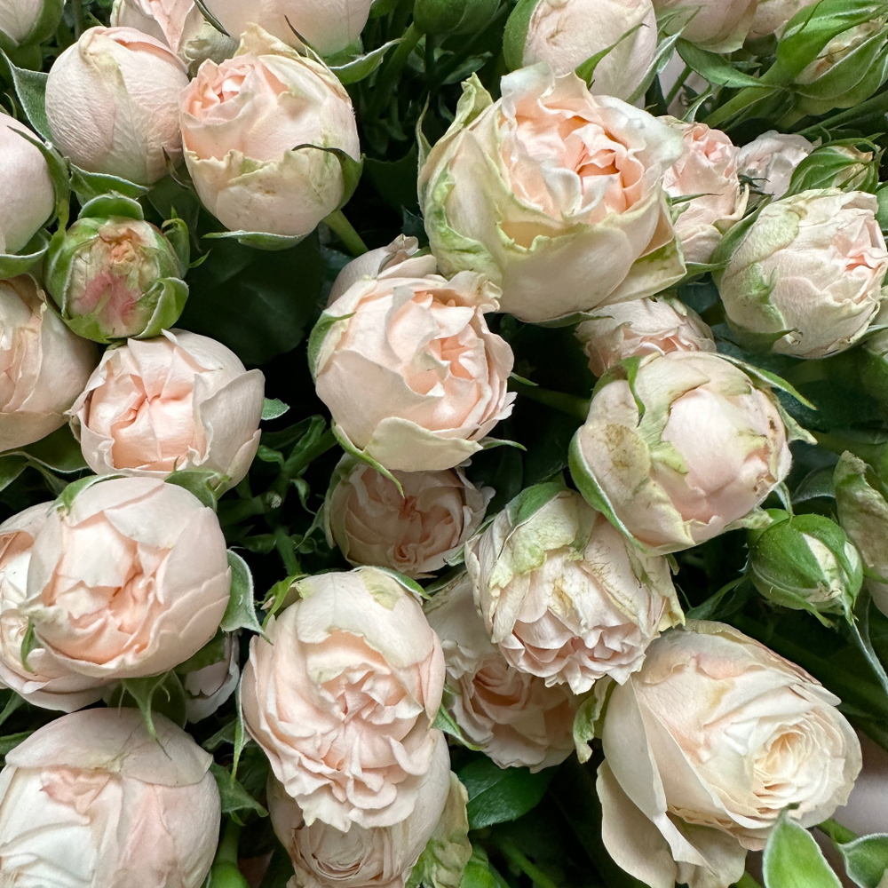 Розы кустовые пионовидные «Бомбастик»