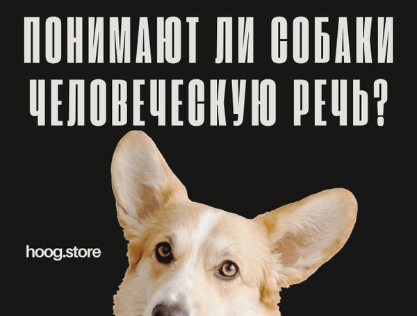 Понимают ли собаки человеческую речь?