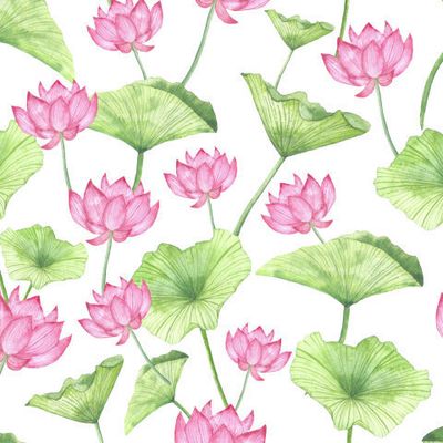 Лотос. Цветы и листья лотоса на белом фоне.