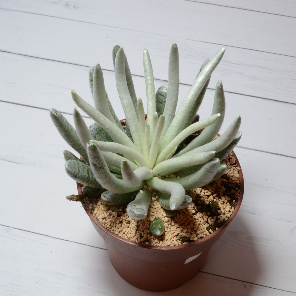 Senecio Scaposus (Крестовник)
