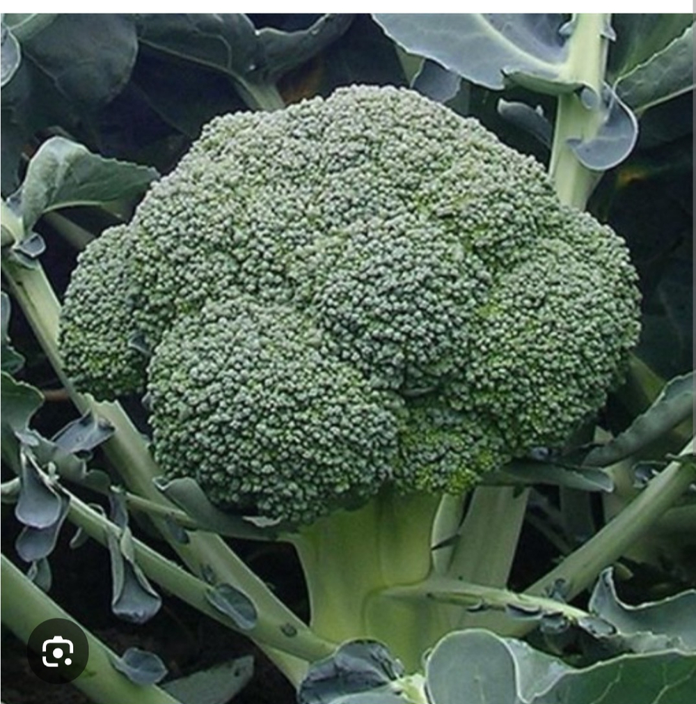 Брокколи Айронмен F1 - Ironmen F1 1000шт