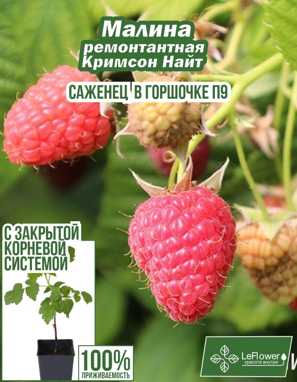 Малина, Кримсон Найт, 1 шт