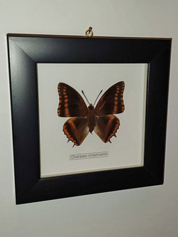 Бабочка Charaxes richelmanni в рамке