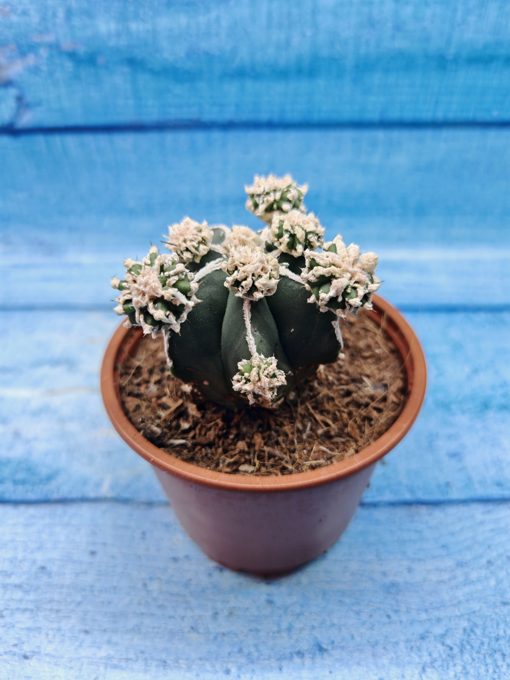 Astrophytum Myriostigma "Hakujo Fukuryu" (Астрофитум)