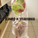 Каладиум GAKHAP PHRIK – CHILI CROW