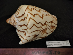 Волюта Нобилес (90..110 мм и 170мм)