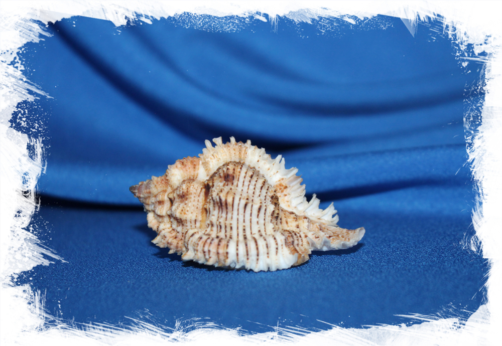 Chicomurex superbus, Chicoreus superbus, Мурекс супербус