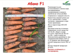 Абако F1 семена моркови курода/шантане (Seminis / Семинис)