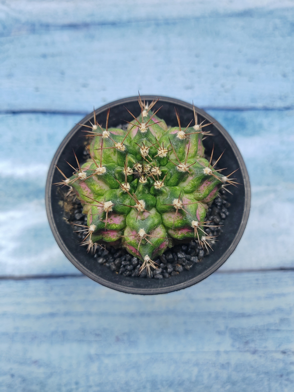 Gymnocalycium T-Rex Pink hybride (Гимнокалициум T-rex)