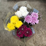 Хризантема Зембла микс