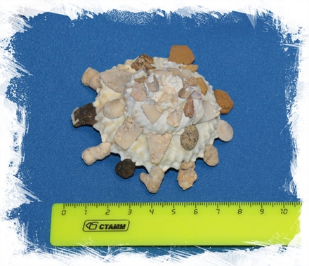 Ксенофора регулярис (Xenophora regularis), 5-7см, 1шт