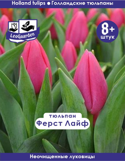 Тюльпан Луковица, Ферст Лайф, 8+ шт