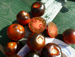 Помидоры - Blue Chocolate - Синий Шоколад