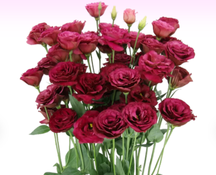 Эустома Ароза Ред Arosa Red сеянец начало февраля