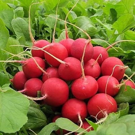 Cемена редиса Селеста F1 ,  Enza Zaden,  1 гр.