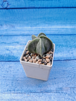 Astrophytum myriostigma (Астрофитум)