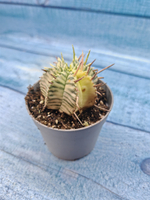 Euphorbia meloformis f. Variegated (Эуфорбия вариегатная)