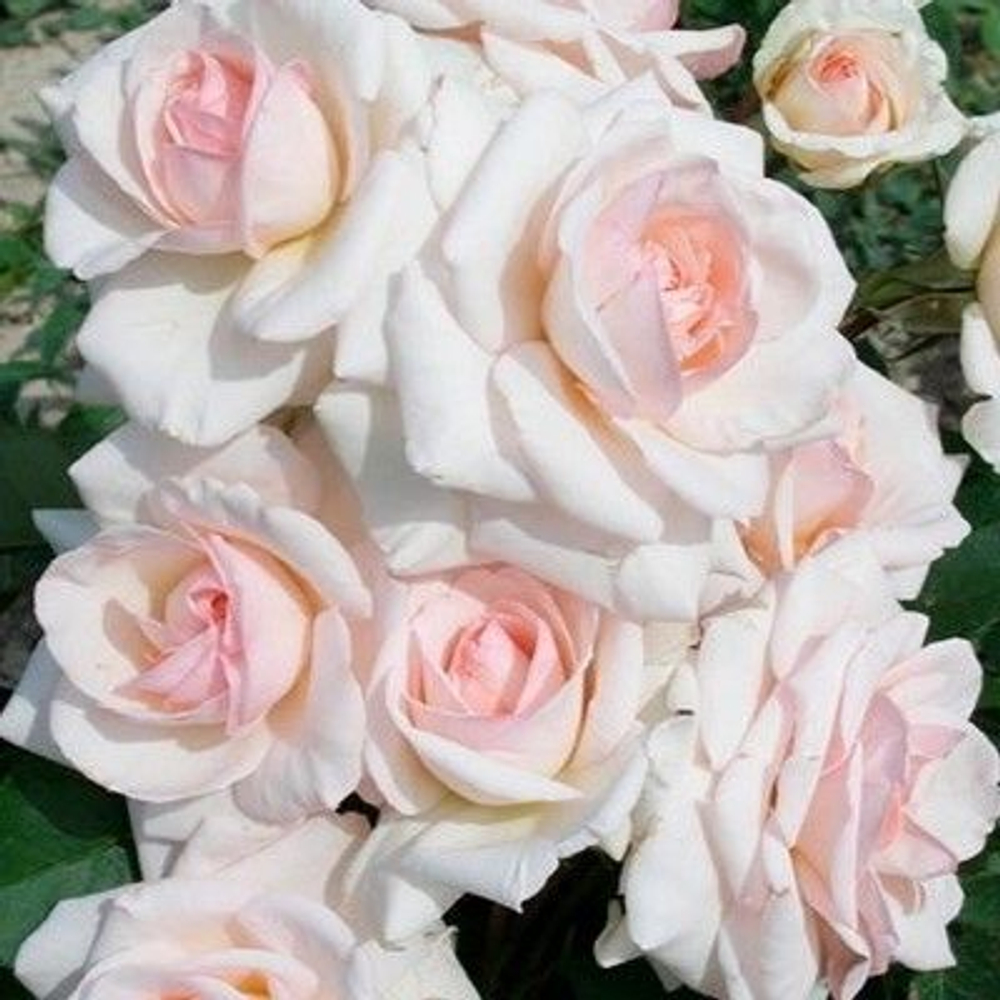 Роза Шванензее плетистая, саженец с ЗКС.