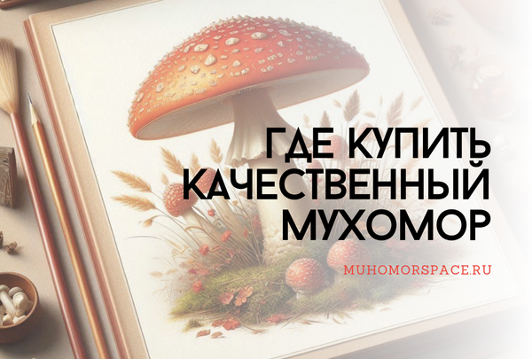 Мухоморы: где купить качественный продукт