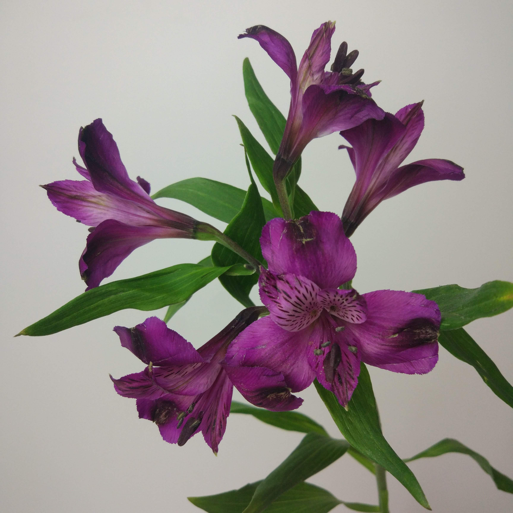 Альстромерия перфект