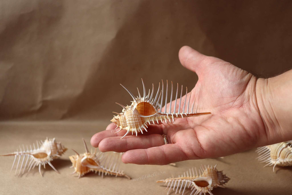 Морская ракушка Murex pecten размер