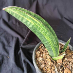 Сансевиерия R1734 VAR