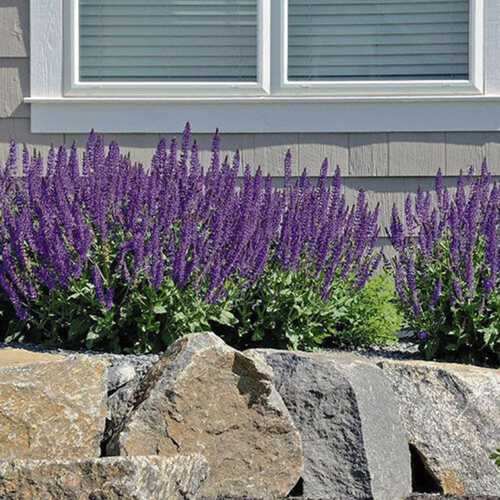 Шалфей дубравный Адора Блю