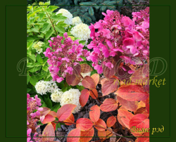 Гортензия метельчатая Вимс Рэд (Hydrangea paniculata `Wim`s Red`)