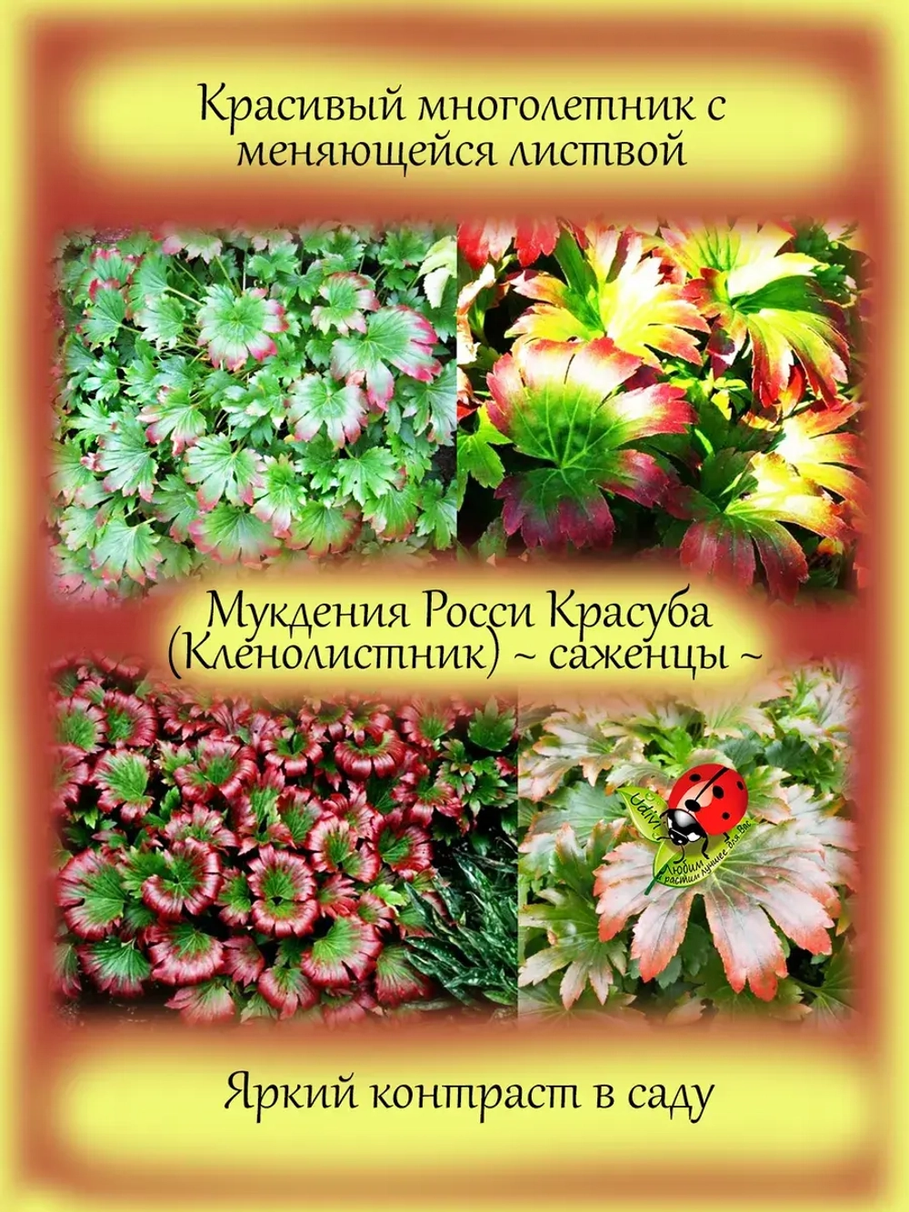 Мукдения Росса Красула кленолистник