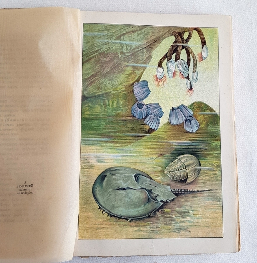 "В глубине вод". А.Шлейер. 1912г. - антикварное издание