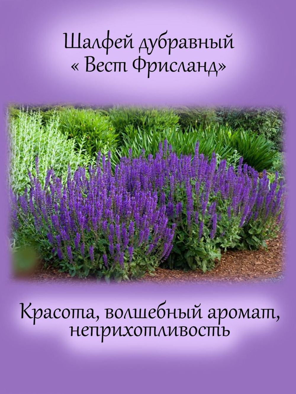 Шалфей Вест Фрисланд Сальвия многолетний
