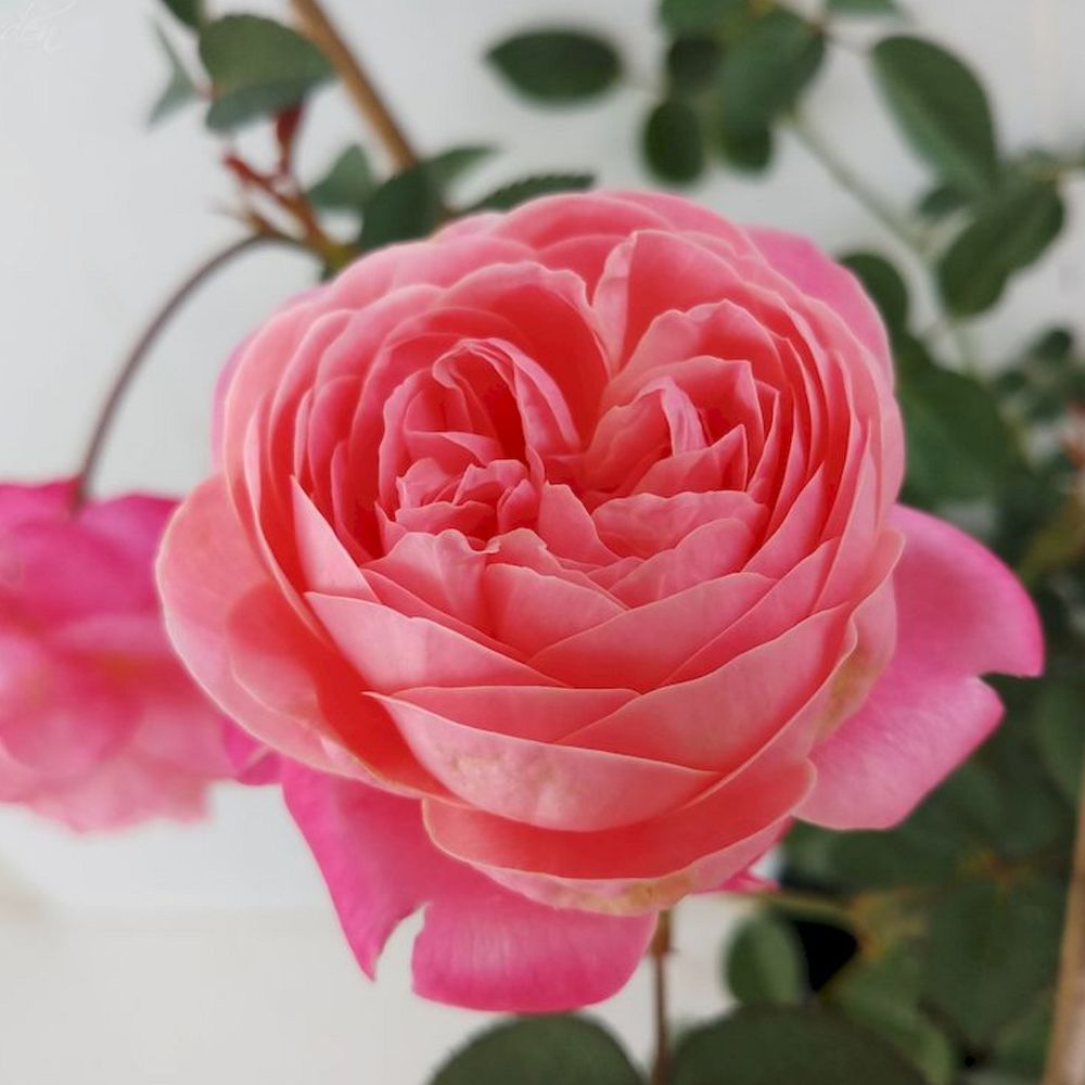 Дрим Лайт (Dream Light)