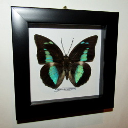 Бабочка Prepona demophoon в рамке