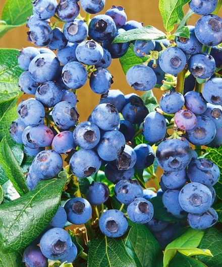 ХАННАС ЧОЙС (Hanna"s Choice) голубика 2 года С2