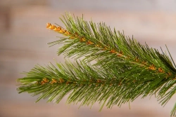 Елка Сказочная в мешочке 90 см., леска, Triumph Tree (73538)