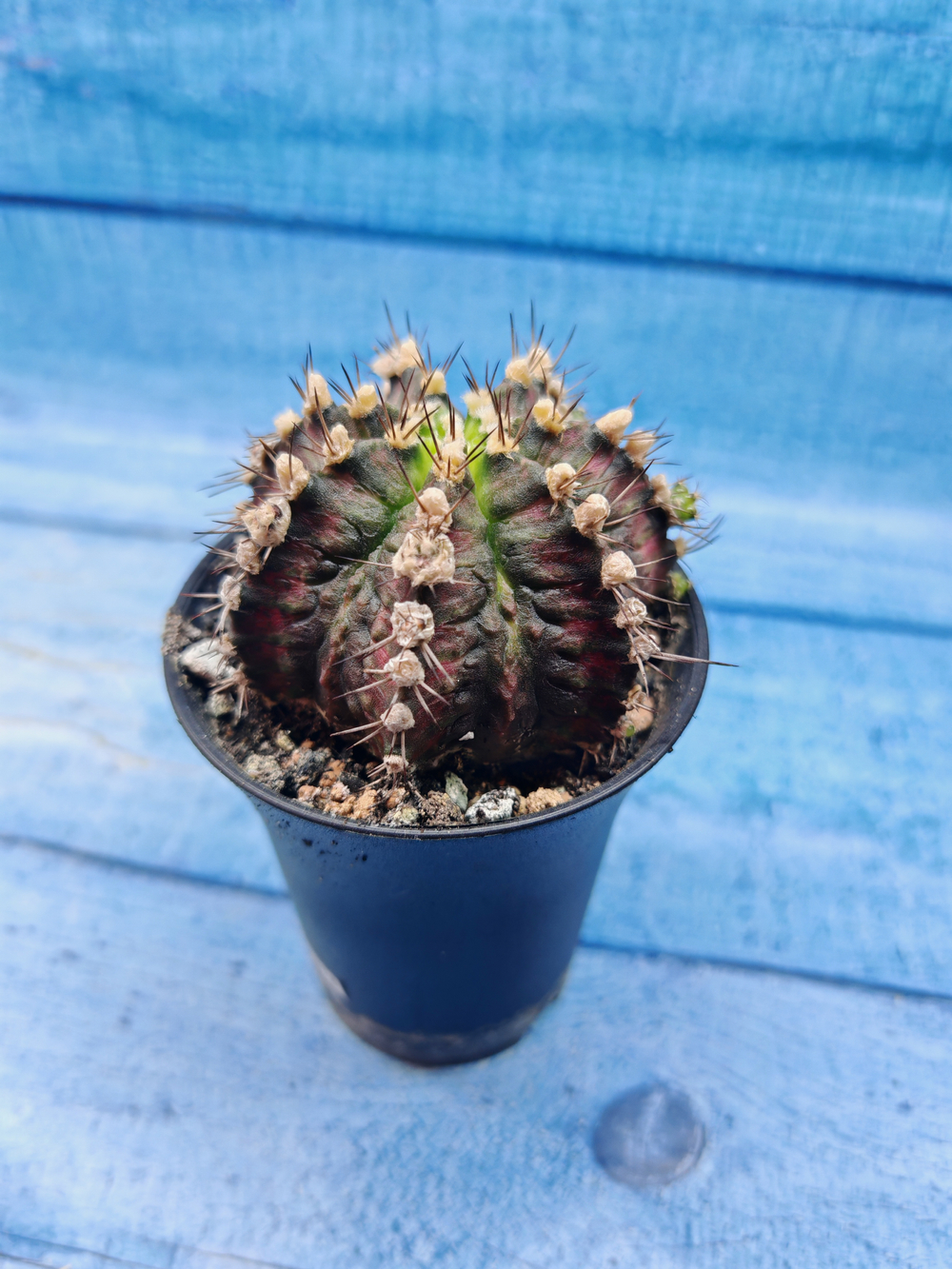 Gymnocalycium T-Rex Pink hybrid (Гимнокалициум)