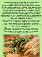 Спаржа Мэри Вашингтон деликатесная
